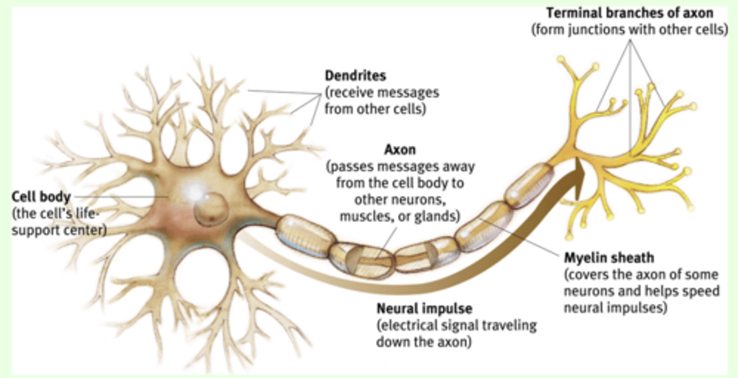 <p>the cell body of a neuron, which contains the nucleus</p>