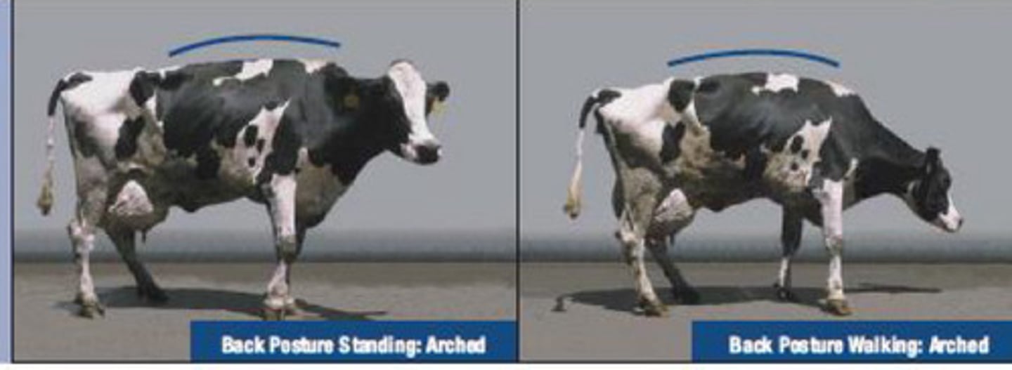 <p>This cow has pronounced arching of the back and is reluctant to move and toe touching. It is severely lame. What is the locomotion score?</p>