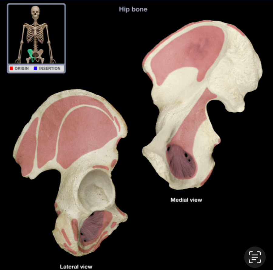 <p>What bone is shown?</p>