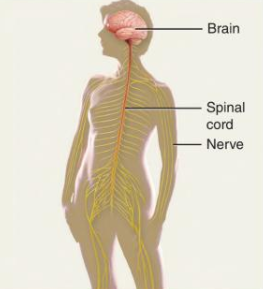 <p>Controls body with electrical signals, maintains homeostasis (fast, short-term adjustments).</p>