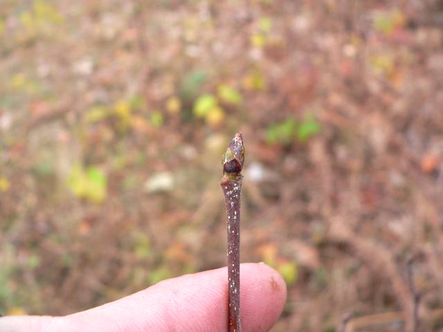 native

simple, double serrated, alternate, ovate, lenticles

sticky green bud, male and female catkins

yelllow fall color

ornamental tree only

VERY shade intolerant, well-drained soil

lots of pest issues