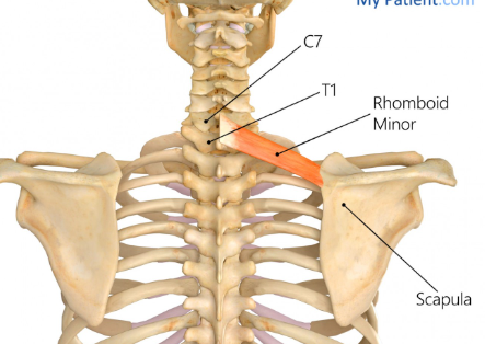 <p>Rhomboid Minor</p>