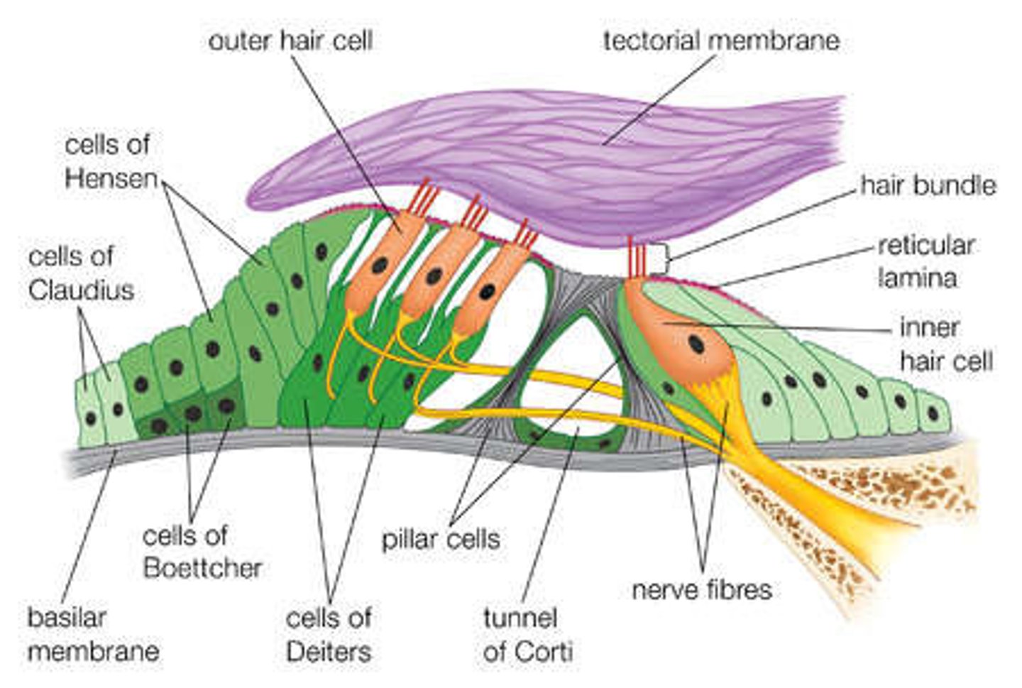 <p>A structure that runs the length of the cochlea in the inner ear and holds the auditory receptors, called hair cells.</p>