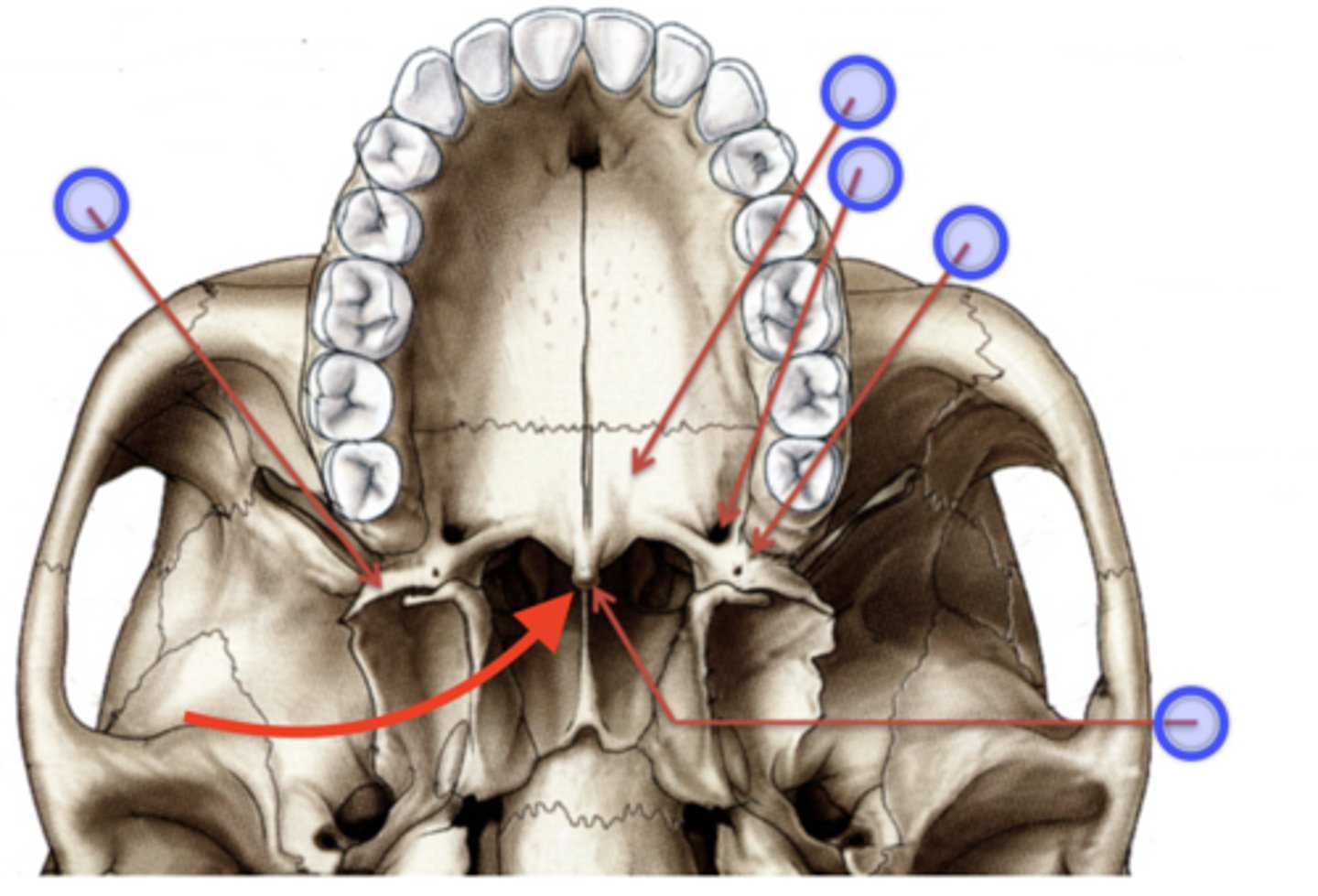 knowt flashcard image