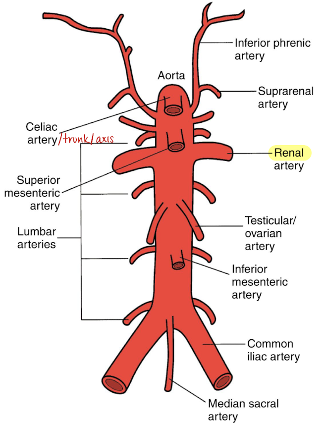 <ul><li><p><u>inferior to SMA</u></p></li><li><p>courses horizontally to supply the <u>kidneys</u></p></li></ul><p></p>