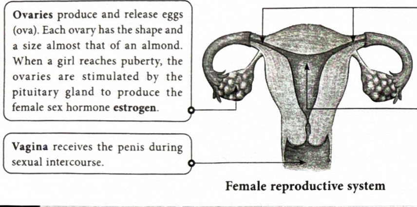 <p>It receives the penis during sexual intercourse.</p>