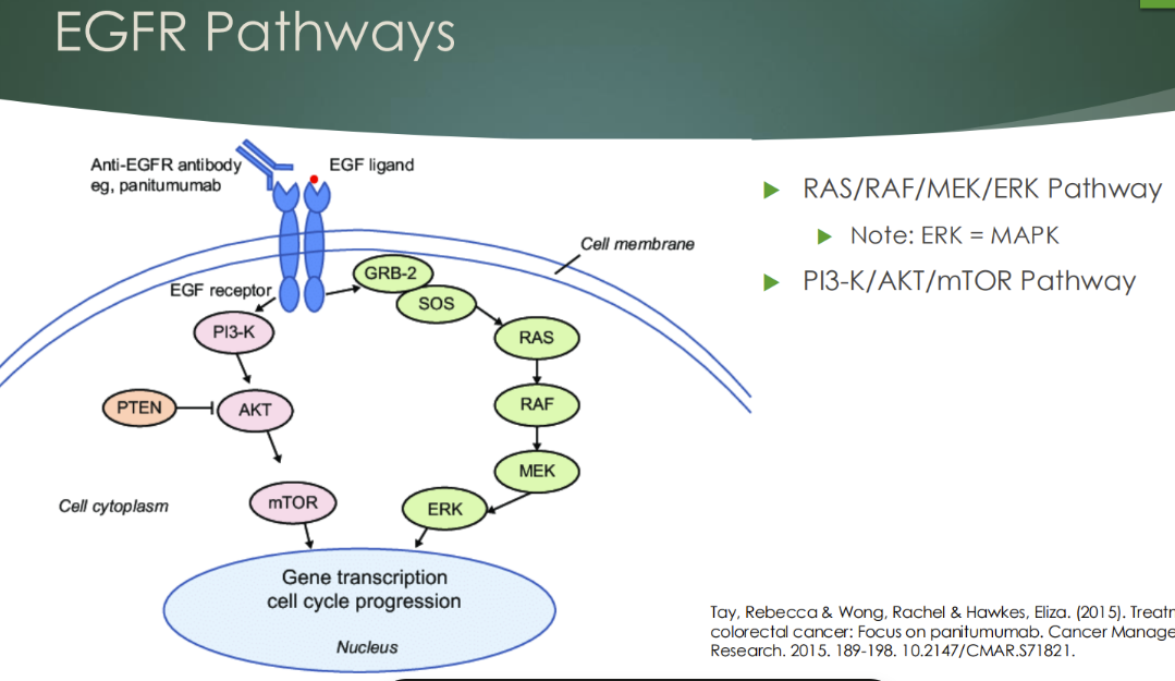 <p>EGFR is a receptor tyrosine kinase that activates downstream signaling pathways, including the MAPK pathway. </p><p>KRAS acts downstream of EGFR as a GTP-binding protein, and BRAF functions further downstream in the same signaling cascade.</p><p>KRAS mutations are common oncogenic events and result in constitutive pathway activation independent of EGFR signaling. Mutations in KRAS and downstream genes such as BRAF influence response to targeted therapies, particularly tyrosine kinase inhibitors, and affect clinical treatment decisions. Tumor heterogeneity and pathway interactions complicate therapeutic response.</p>
