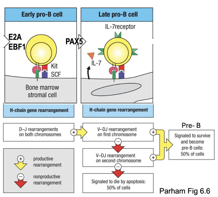 <ul><li><p><span><strong><span>E2A</span></strong><span> and </span><strong><span>EBF1</span></strong><span> transcription factors:</span></span></p><ul><li><p><span><span>Open chromatin at heavy chain locus</span></span></p></li><li><p><span><span>induce </span><strong><span>Rag1/2</span></strong><span> and </span><strong><span>PAX5</span></strong></span></p></li></ul></li><li><p><span><strong><span>PAX5</span></strong><span> transcription factors:</span></span></p><ul><li><p><span><span>B cell master regulator</span></span></p></li><li><p><span><span>induces V-DJ recombination (not needed for D-J), expression of</span></span><br><span><span>Iga/IgB and </span><strong><span>VpreB/𝜆5</span></strong><span>, and downstream development</span></span></p></li></ul></li><li><p><span><span>Two steps lead to heavy chain rearrangement</span></span></p></li><li><p><span><span>Apoptosis as a default in absence of positive survival signal (but this</span></span><br><span><span>happens at pre-B cell stage</span></span></p></li></ul><p>Vprebeta and Vprelamda5 important for development stage</p><p>2 chances of rearrangement (bc of 2 chromosomes)</p><p>first checkpoint</p>
