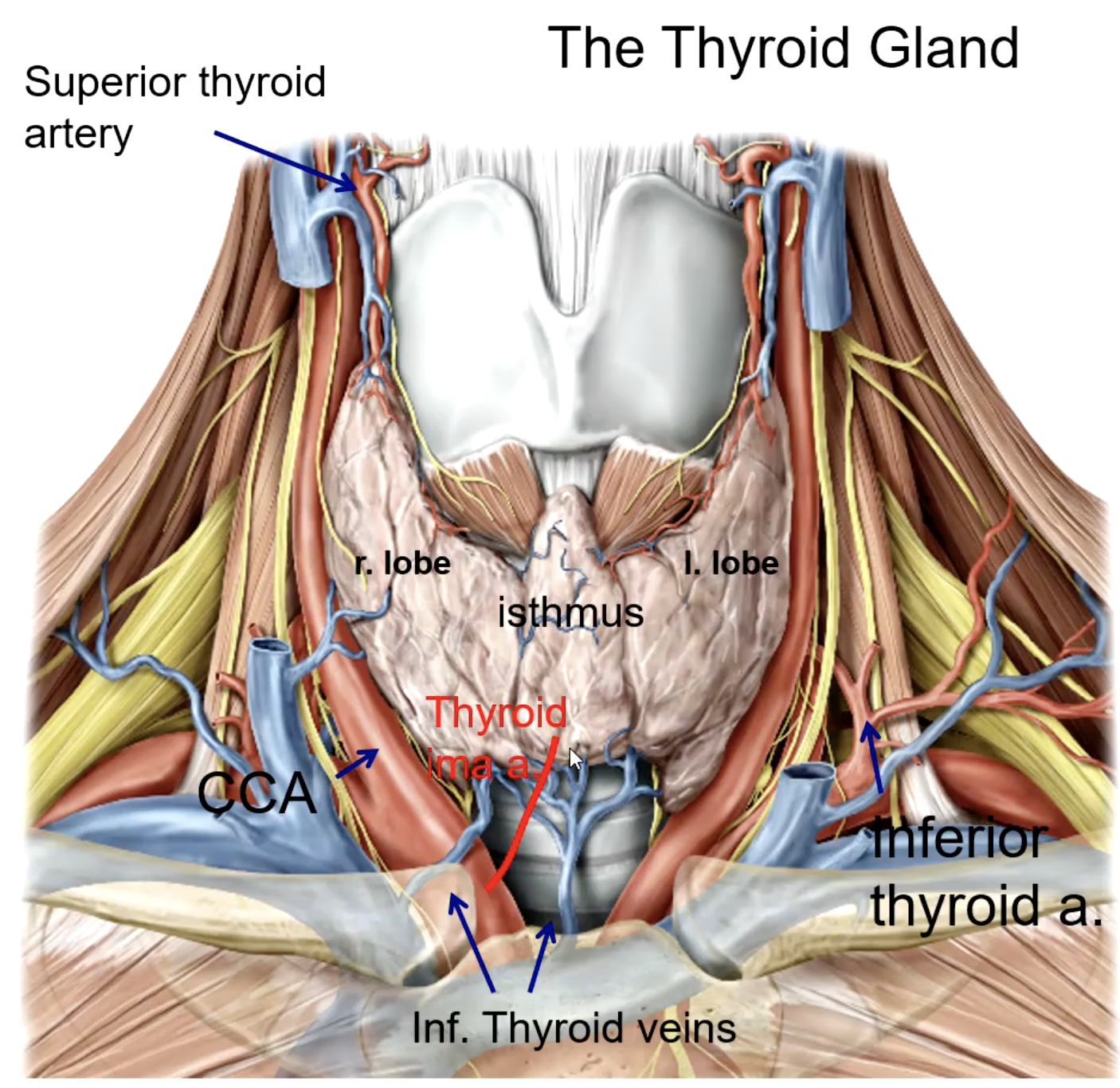 <p>brachiocephalic trunk</p>