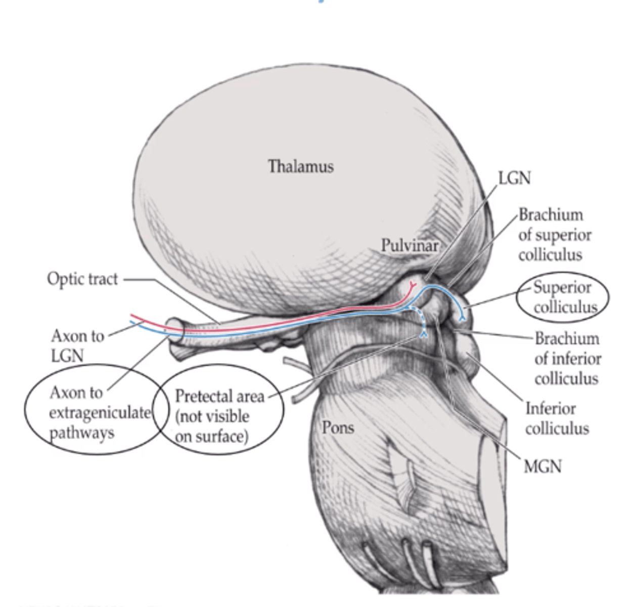 <p>Pretectal area and/or superior colliculus (both are in the midbrain)</p>