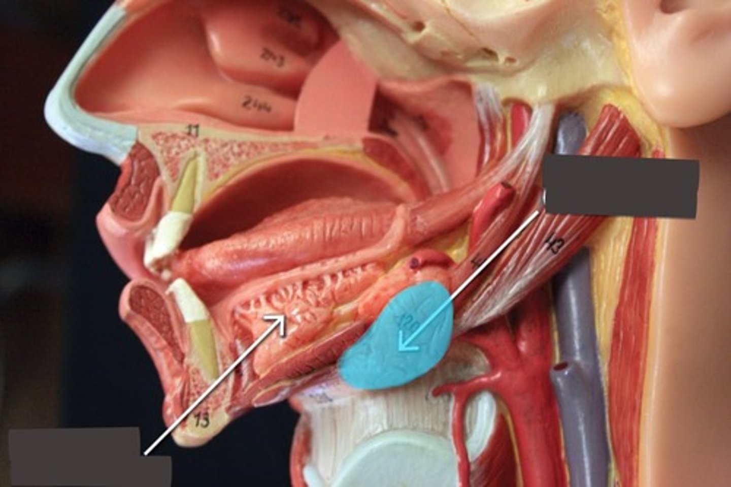 <p>Below mandible</p>