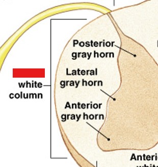 <p>Which of the white columns:</p><ul><li><p>Located on each side spinal cord</p></li><li><p>Between anterior and posterior columns</p></li></ul><p></p>