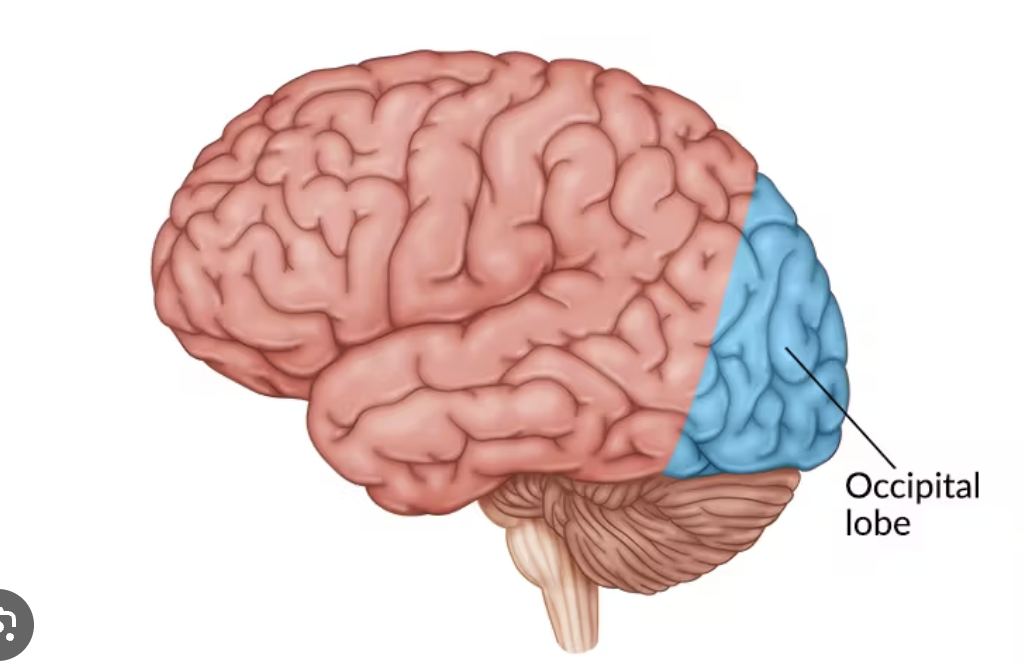 <p>Occipital Lobe</p>