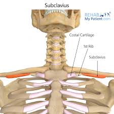 <p>Subclavius origin</p>