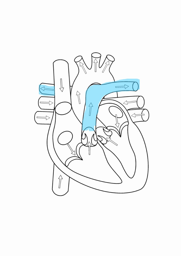 <p>brings deoxygenated blood to respective lungs</p>