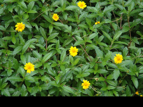 <p>Wedelia (Asteraceae)</p>