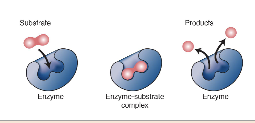 <p>What are enzymes?</p>