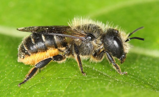 <p>Family: Megachilidae (Leaf-cutting bees)</p><p></p><p>Glossae long and slender</p><p>Scopa (tuft of hair) on underside of abdomen</p><p>Forewing with 2 subequal submarginal cells</p><p>Abdomen subtriangular</p>