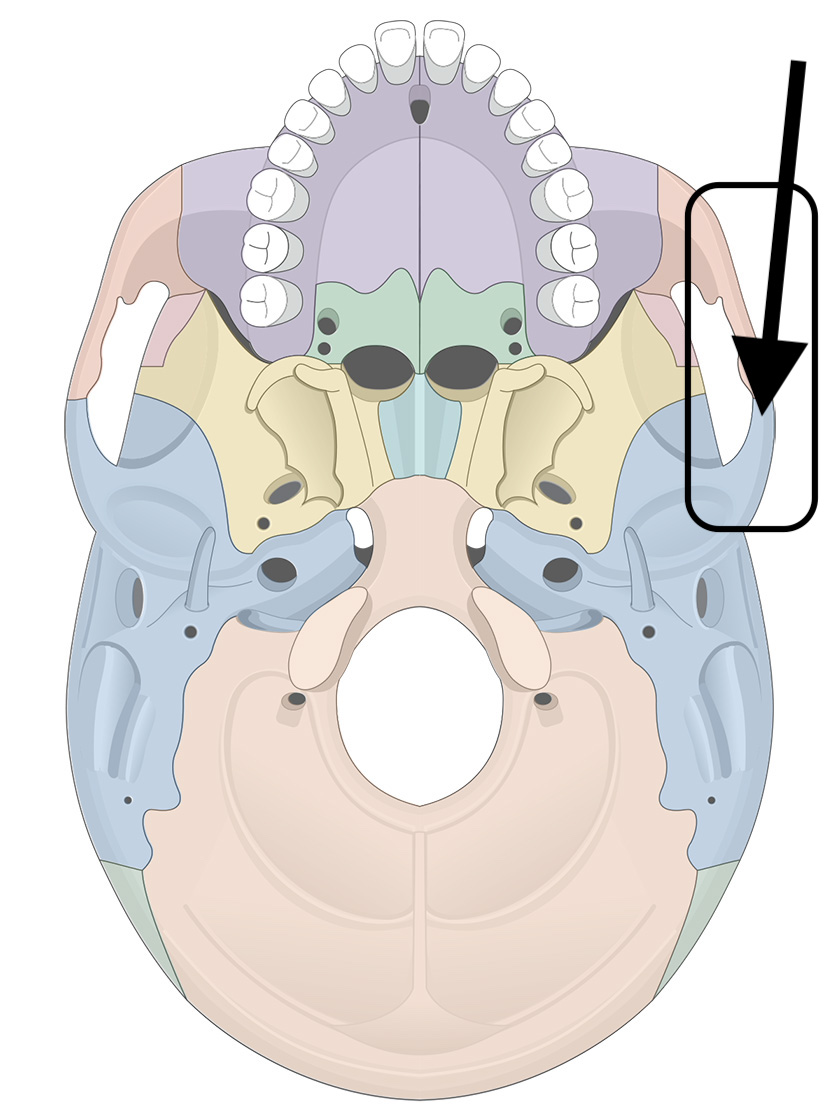 <p>Name the bone</p>
