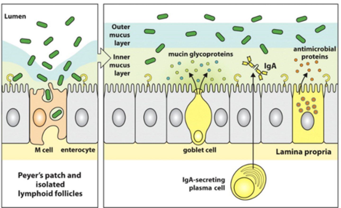 <p>- Have Peyer's patches and isolated lymphoid follicles scattered in the gut</p><p>- Have commensal bacteria coming in through M (microfold) cells</p><p>- This generates a low level IgA response from B cells</p><p>- Don't want too much bombardment of this system</p><p>--&gt; Can inhibit this</p><p>--&gt; Have TLRs that recognise the antigen and so the antigen can enter the underlying tissues through the enterocytes as well as the M cells</p><p>- Have physical barriers:</p><p>--&gt; 2 layers of mucus (inner and outer layers) that have slightly different viscosities</p><p>--&gt; Goblet cells produce mucus (mucin polypeptides)</p><p>--&gt; Have paneth cells that secrete antimicrobial proteins</p><p>- IgA forms dimer and enter lumen to tie up commensal organisms and stops them from getting through into the tissues</p><p>- Overall role: stops overstimulation by vast amounts of commensal organisms and inhibit potential pathogens from becoming established here</p>