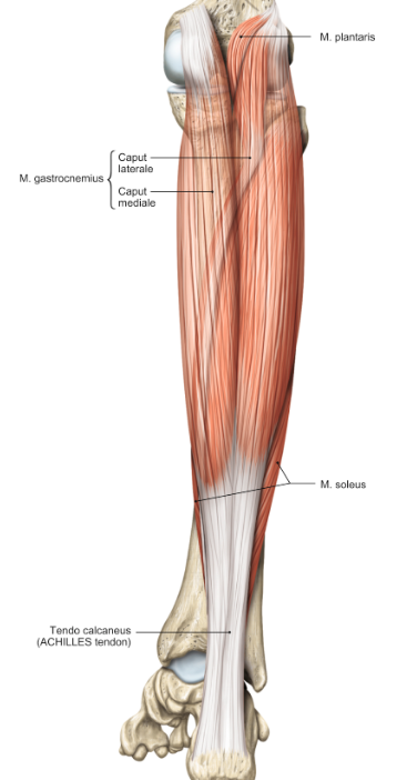 <p>m. gastrocnemius caput laterale</p><p>m. gastrocnemius caput mediale</p><p>m. soleus</p>