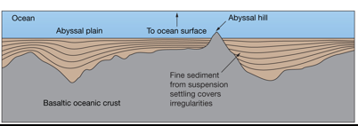 <p>•Very flat depositional surfaces from base of continental rise (These are huge, nearly flat parts of the deep seafloor that sit beyond the continental slope where sediments settle and pile up over a long time. Think of a giant underwater plain made by layers of sand and mud slowly filling low spots.)</p><p>•Suspension settling of very fine particles (Tiny bits of clay and silt float in the ocean water and very slowly settle down through the water column until they land on the seafloor. Over time those slow‑falling particles build thick, smooth layers that help make the plain flat.)</p><p>•Sediments cover ocean crust irregularities (The ocean floor is uneven from old volcanic ridges and bumps, but continual sediment rain fills the hollows and smooths the highs and lows)</p><p>•Well-developed in Atlantic and Indian oceans</p><p>-These oceans have wide, passive margins with lots of fine sediment coming from rivers and long gentle slopes, so their abyssal plains are especially broad and smooth.</p><p></p><p>Spreading centers (mid-ocean ridges) produce large amounts of basalt.</p><p></p><p>Abyssal Hill: not infilled by sediment because of copious amount of basalt erupted; rises from seafloor</p><p></p><p>A depositional surface is a flat or gently sloping place where sediment settles and piles up.</p><p>Suspension is when tiny bits of rock, silt, or clay float in water instead of sinking right away.</p>