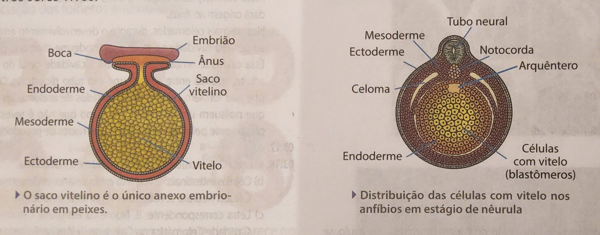 * primeiro anexo a ser formado
* proveniente da esplancnopleura (endo e meso), fica preso ao intestino
* função;
  * nutrição
  * hematopoiética - produz as primeiras células sanguíneas e vasos
* pouco desenvolvido nos mamíferos placentários