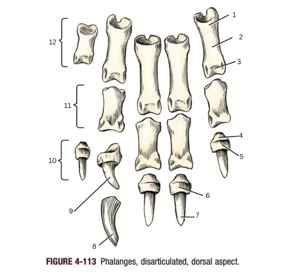 <p>12</p>