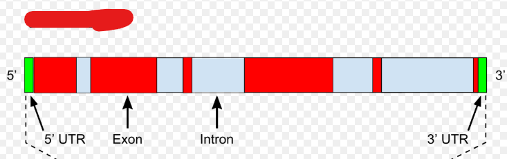 <p>The type of mRNA produced during transcription that is then developed into mRNA. This mRNA type is only present in eukaryotes i.e. only they must process it. These also contain introns.</p>