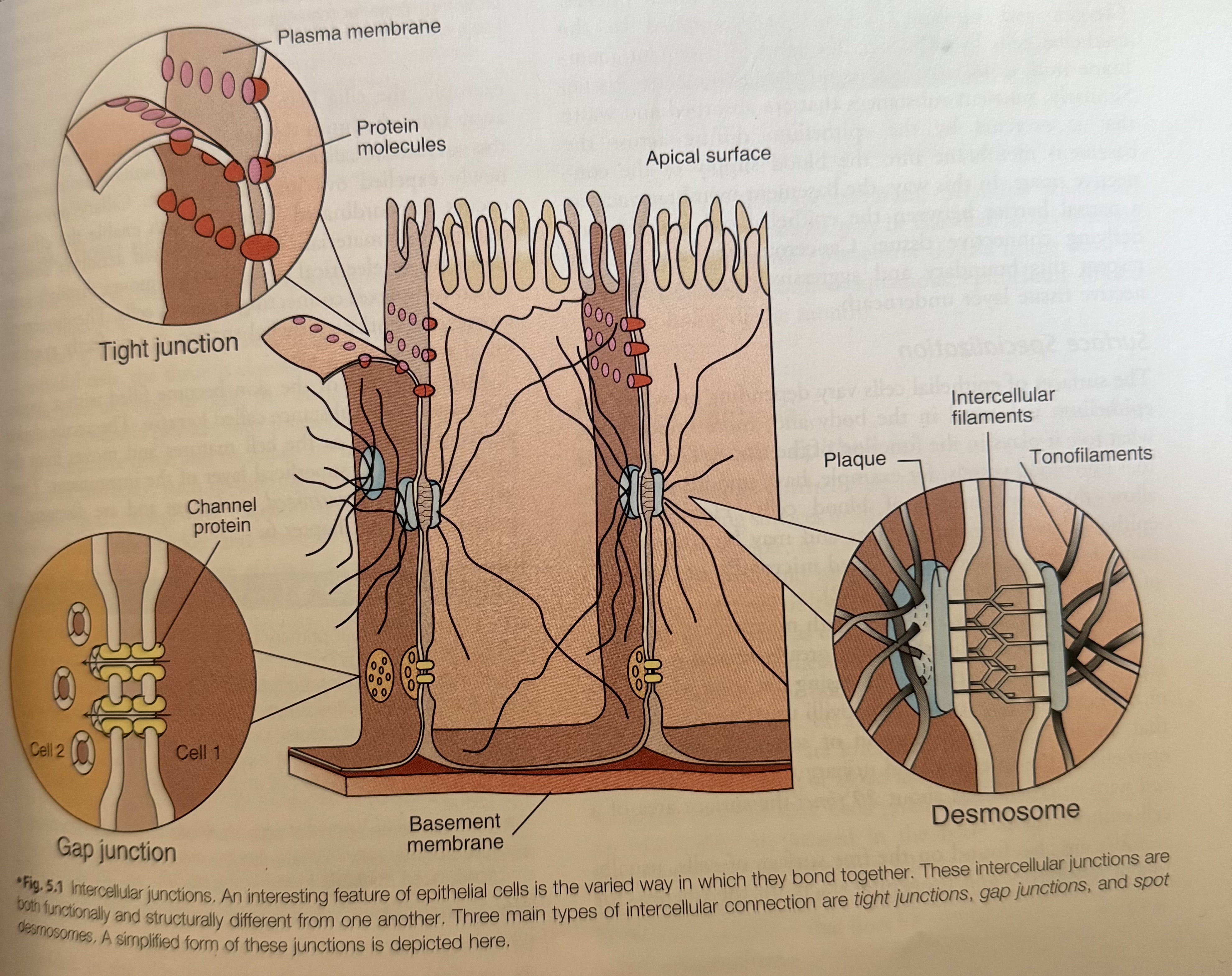 <p>Cellular Attachments </p>