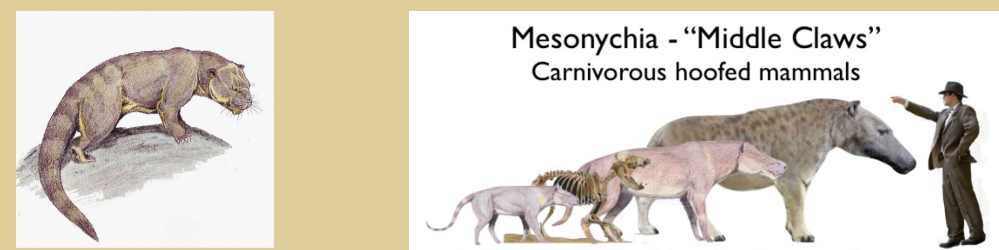 <p>Creodonta</p><p>Mesonychids</p>