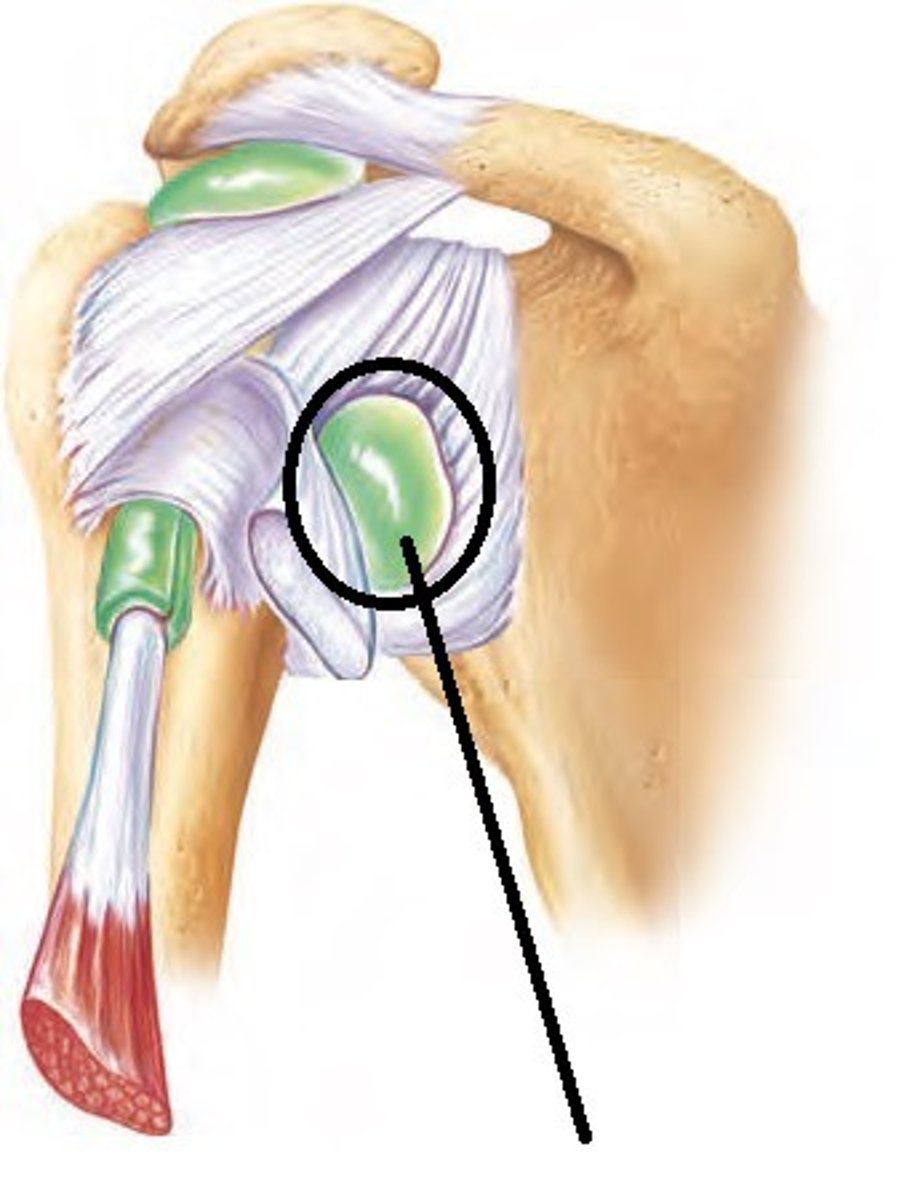 <p>bursa between subscapularis m. and scapula - prevents friction the muscle and bone</p>