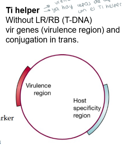 <p>Ti helper: contiene los genes vir pero sin el T-DNA</p><p></p>