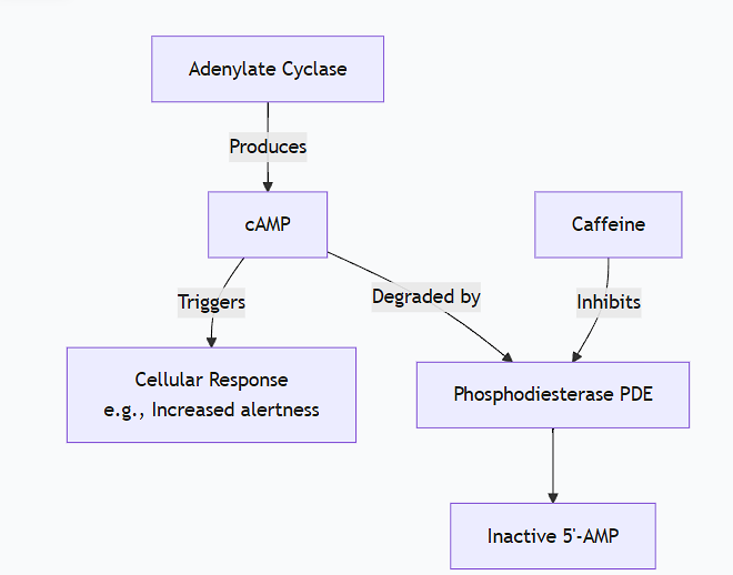 <p>This is an excellent example of how a common molecule can interact with a fundamental signaling pathway.</p><p class="ds-markdown-paragraph">Caffeine stimulates cAMP levels in target cells not by activating its production, but by <strong>inhibiting its degradation</strong>.</p><p class="ds-markdown-paragraph">The key mechanism is the <strong>inhibition of phosphodiesterases (PDEs)</strong>.</p><p class="ds-markdown-paragraph">Here is a detailed, step-by-step explanation:</p><p>1. The Normal Role of Phosphodiesterases (PDEs)</p><p class="ds-markdown-paragraph">In the cAMP signaling cascade (like the β-adrenergic pathway just described), the second messenger cAMP is synthesized by Adenylate Cyclase. To terminate the signal, the cell must break down cAMP. This is the job of <strong>phosphodiesterases (PDEs)</strong>.</p><ul><li><p class="ds-markdown-paragraph"><strong>Enzyme:</strong> Phosphodiesterase (PDE)</p></li><li><p class="ds-markdown-paragraph"><strong>Reaction:</strong> PDE hydrolyzes the 3'-phosphoester bond in cAMP, converting it into <strong>5'-AMP</strong>, which is biologically inactive.</p></li><li><p class="ds-markdown-paragraph"><strong>Function:</strong> PDEs are the primary "off-switch" for cAMP signaling, ensuring the cellular response is transient and proportionate to the stimulus.</p></li></ul><p>2. Caffeine's Molecular Action: Competitive Inhibition</p><ul><li><p class="ds-markdown-paragraph"><strong>Structure Similarity:</strong> Caffeine, a methylxanthine, has a molecular structure that closely resembles <strong>adenosine</strong>, a core component of cAMP (which is <em>cyclic Adenosine Monophosphate</em>).</p></li><li><p class="ds-markdown-paragraph"><strong>Binding:</strong> Because of this structural similarity, caffeine can enter the <strong>active site</strong> of the phosphodiesterase enzyme.</p></li><li><p class="ds-markdown-paragraph"><strong>Inhibition:</strong> By binding to the active site, caffeine <strong>competes with cAMP</strong> for access. It acts as a <strong>competitive inhibitor</strong>. When caffeine is bound, the natural substrate (cAMP) cannot enter the active site and be hydrolyzed.</p></li></ul><p>3. The Net Result: Accumulation of cAMP</p><p class="ds-markdown-paragraph">With PDE activity blocked or reduced:</p><ul><li><p class="ds-markdown-paragraph">The rate of cAMP <strong>synthesis</strong> (by Adenylate Cyclase, which may have some basal activity or be stimulated by other signals) remains the same.</p></li><li><p class="ds-markdown-paragraph">The rate of cAMP <strong>degradation</strong> is dramatically slowed.</p></li><li><p class="ds-markdown-paragraph">This imbalance causes <strong>cAMP to accumulate</strong> to higher-than-normal levels within the cell.</p></li></ul><p>4. Enhanced and Prolonged Signal</p><p class="ds-markdown-paragraph">The elevated cAMP levels lead to:</p><ul><li><p class="ds-markdown-paragraph"><strong>Increased activation of Protein Kinase A (PKA).</strong></p></li><li><p class="ds-markdown-paragraph"><strong>Enhanced phosphorylation of PKA's target proteins.</strong></p></li></ul><p class="ds-markdown-paragraph">In cells where cAMP signaling leads to excitatory effects, this results in the classic effects of caffeine:</p><ul><li><p class="ds-markdown-paragraph"><strong>In neurons:</strong> Promotes alertness and reduces drowsiness (partly by enhancing the effects of other stimulating neurotransmitters).</p></li><li><p class="ds-markdown-paragraph"><strong>In fat cells (adipocytes):</strong> Enhances lipolysis (fat breakdown).</p></li><li><p class="ds-markdown-paragraph"><strong>In heart muscle:</strong> Can contribute to a slight increase in heart rate (though caffeine has other complex effects on calcium and adenosine receptors that also influence this).</p></li></ul><div data-type="horizontalRule"><hr></div><p>Important Nuance: Interaction with Adenosine Receptors</p><p class="ds-markdown-paragraph">While PDE inhibition is a primary mechanism, especially at moderate caffeine doses, it's important to note that caffeine has a second major action:</p><ul><li><p class="ds-markdown-paragraph"><strong>Antagonism of Adenosine Receptors:</strong> Adenosine is a neuromodulator that promotes sleep and relaxation. It acts through its own GPCRs (A₁ and A₂ₐ), which typically <em>inhibit</em> neuronal activity.</p></li><li><p class="ds-markdown-paragraph"><strong>Caffeine,</strong> again due to its structural similarity to adenosine, <strong>blocks these receptors</strong>, preventing adenosine from exerting its calming effects.</p></li><li><p class="ds-markdown-paragraph"><strong>Synergy:</strong> This adenosine receptor blockade works in synergy with PDE inhibition. By blocking the inhibitory adenosine receptors, caffeine indirectly creates a neuronal environment that is more susceptible to excitation by other neurotransmitters, whose signals are then amplified by the elevated cAMP levels.</p></li></ul><p>Summary</p><table style="min-width: 100px;"><colgroup><col style="min-width: 25px;"><col style="min-width: 25px;"><col style="min-width: 25px;"><col style="min-width: 25px;"></colgroup><tbody><tr><th colspan="1" rowspan="1" style="border-bottom: 1.06667px solid rgba(0, 0, 0, 0.12); font: 500 15px / 25px quote-cjk-patch, Inter, system-ui, -apple-system, BlinkMacSystemFont, "Segoe UI", Roboto, Oxygen, Ubuntu, Cantarell, "Open Sans", "Helvetica Neue", sans-serif; border-top: none; padding: 10px 16px 10px 0px; text-align: left;"><p><strong>Mechanism</strong></p></th><th colspan="1" rowspan="1" style="border-bottom: 1.06667px solid rgba(0, 0, 0, 0.12); font: 500 15px / 25px quote-cjk-patch, Inter, system-ui, -apple-system, BlinkMacSystemFont, "Segoe UI", Roboto, Oxygen, Ubuntu, Cantarell, "Open Sans", "Helvetica Neue", sans-serif; border-top: none; padding: 10px 16px; text-align: left;"><p><strong>Molecular Target</strong></p></th><th colspan="1" rowspan="1" style="border-bottom: 1.06667px solid rgba(0, 0, 0, 0.12); font: 500 15px / 25px quote-cjk-patch, Inter, system-ui, -apple-system, BlinkMacSystemFont, "Segoe UI", Roboto, Oxygen, Ubuntu, Cantarell, "Open Sans", "Helvetica Neue", sans-serif; border-top: none; padding: 10px 16px; text-align: left;"><p><strong>Effect on Target</strong></p></th><th colspan="1" rowspan="1" style="border-bottom: 1.06667px solid rgba(0, 0, 0, 0.12); font: 500 15px / 25px quote-cjk-patch, Inter, system-ui, -apple-system, BlinkMacSystemFont, "Segoe UI", Roboto, Oxygen, Ubuntu, Cantarell, "Open Sans", "Helvetica Neue", sans-serif; border-top: none; padding: 10px 16px; text-align: left;"><p><strong>Net Result on cAMP</strong></p></th></tr><tr><td colspan="1" rowspan="1" style="border-bottom: 1.06667px solid rgba(0, 0, 0, 0.1); font: 400 15px / 25px quote-cjk-patch, Inter, system-ui, -apple-system, BlinkMacSystemFont, "Segoe UI", Roboto, Oxygen, Ubuntu, Cantarell, "Open Sans", "Helvetica Neue", sans-serif; min-width: 100px; max-width: max(30vw, 320px); padding: 10px 16px 10px 0px;"><p><strong>Primary</strong></p></td><td colspan="1" rowspan="1" style="border-bottom: 1.06667px solid rgba(0, 0, 0, 0.1); font: 400 15px / 25px quote-cjk-patch, Inter, system-ui, -apple-system, BlinkMacSystemFont, "Segoe UI", Roboto, Oxygen, Ubuntu, Cantarell, "Open Sans", "Helvetica Neue", sans-serif; min-width: 100px; max-width: max(30vw, 320px); padding: 10px 16px;"><p><strong>Phosphodiesterase (PDE)</strong></p></td><td colspan="1" rowspan="1" style="border-bottom: 1.06667px solid rgba(0, 0, 0, 0.1); font: 400 15px / 25px quote-cjk-patch, Inter, system-ui, -apple-system, BlinkMacSystemFont, "Segoe UI", Roboto, Oxygen, Ubuntu, Cantarell, "Open Sans", "Helvetica Neue", sans-serif; min-width: 100px; max-width: max(30vw, 320px); padding: 10px 16px;"><p><strong>Inhibits</strong> its enzymatic activity</p></td><td colspan="1" rowspan="1" style="border-bottom: 1.06667px solid rgba(0, 0, 0, 0.1); font: 400 15px / 25px quote-cjk-patch, Inter, system-ui, -apple-system, BlinkMacSystemFont, "Segoe UI", Roboto, Oxygen, Ubuntu, Cantarell, "Open Sans", "Helvetica Neue", sans-serif; min-width: 100px; max-width: max(30vw, 320px); padding: 10px 0px 10px 16px;"><p><strong>Increases</strong> levels by preventing its breakdown.</p></td></tr><tr><td colspan="1" rowspan="1" style="border-bottom: 1.06667px solid rgba(0, 0, 0, 0.1); font: 400 15px / 25px quote-cjk-patch, Inter, system-ui, -apple-system, BlinkMacSystemFont, "Segoe UI", Roboto, Oxygen, Ubuntu, Cantarell, "Open Sans", "Helvetica Neue", sans-serif; min-width: 100px; max-width: max(30vw, 320px); padding: 10px 16px 10px 0px;"><p><strong>Secondary</strong></p></td><td colspan="1" rowspan="1" style="border-bottom: 1.06667px solid rgba(0, 0, 0, 0.1); font: 400 15px / 25px quote-cjk-patch, Inter, system-ui, -apple-system, BlinkMacSystemFont, "Segoe UI", Roboto, Oxygen, Ubuntu, Cantarell, "Open Sans", "Helvetica Neue", sans-serif; min-width: 100px; max-width: max(30vw, 320px); padding: 10px 16px;"><p><strong>Adenosine Receptors (A₁/A₂ₐ)</strong></p></td><td colspan="1" rowspan="1" style="border-bottom: 1.06667px solid rgba(0, 0, 0, 0.1); font: 400 15px / 25px quote-cjk-patch, Inter, system-ui, -apple-system, BlinkMacSystemFont, "Segoe UI", Roboto, Oxygen, Ubuntu, Cantarell, "Open Sans", "Helvetica Neue", sans-serif; min-width: 100px; max-width: max(30vw, 320px); padding: 10px 16px;"><p><strong>Antagonizes</strong> (blocks) them</p></td><td colspan="1" rowspan="1" style="border-bottom: 1.06667px solid rgba(0, 0, 0, 0.1); font: 400 15px / 25px quote-cjk-patch, Inter, system-ui, -apple-system, BlinkMacSystemFont, "Segoe UI", Roboto, Oxygen, Ubuntu, Cantarell, "Open Sans", "Helvetica Neue", sans-serif; min-width: 100px; max-width: max(30vw, 320px); padding: 10px 0px 10px 16px;"><p>Creates a cellular state where the <strong>effects</strong> of elevated cAMP are more pronounced.</p></td></tr></tbody></table><p class="ds-markdown-paragraph">In conclusion, caffeine stimulates cAMP levels primarily by <strong>inhibiting phosphodiesterases</strong>, the enzymes responsible for its degradation. This leads to an accumulation of cAMP, which amplifies and prolongs the signal in all pathways that use this ubiquitous second messenger.</p><p><br></p>