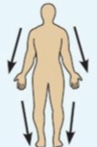<p>Farther from the origin of a body part or point of attachment.</p>