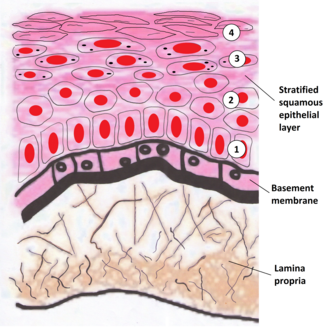 <p>A thin, specialized layer of extracellular matrix that separates and supports epithelial or endothelial cells from the underlying connective tissue. </p><p>The main components are laminin and type IV collagen.</p><p>Epithelial cells sit on these.</p>