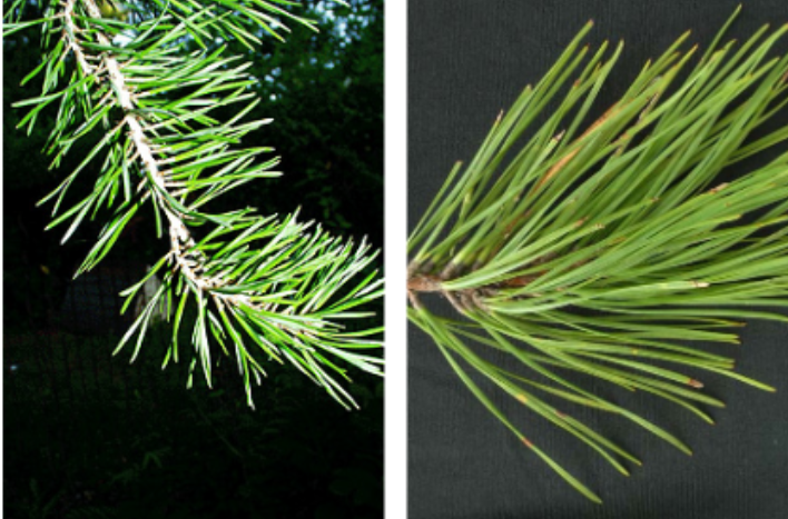 <p>2 twisted divergent needles per fascicle that are 1.5 - 3 inches in length.</p>
