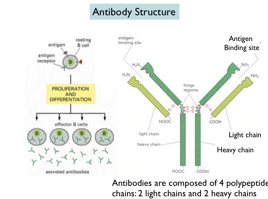 <p>Contains antigen and antigen receptor. Antigen binds to antigen receptor, activating the B cell. The B cell then proliferates (multiple copies of B cell) and differentiates (becomes unique) and releases antibodies.</p>
