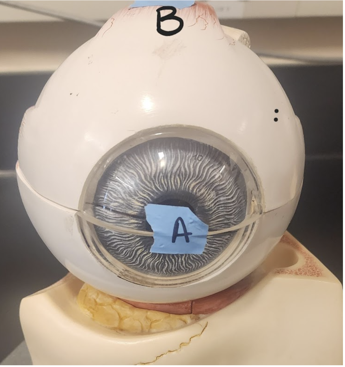 <p>Identify A</p>