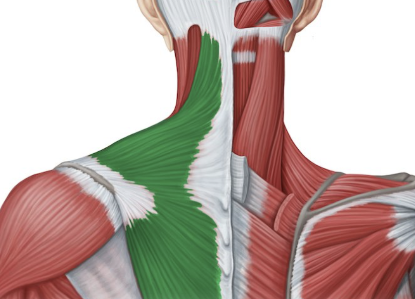 <p>back of shoulders (created a triangle shape)</p>