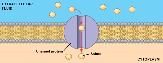 <ul><li><p>facilitated diffusion</p></li><li><p>provide corridors that allow specific molecule or ion to cross membrane</p></li></ul>