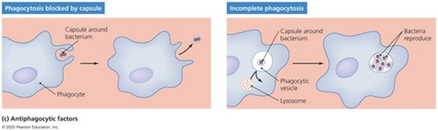 <p>Composed of chemicals not recognized as foreign; slippery and difficult for phagocytes to engulf.</p>