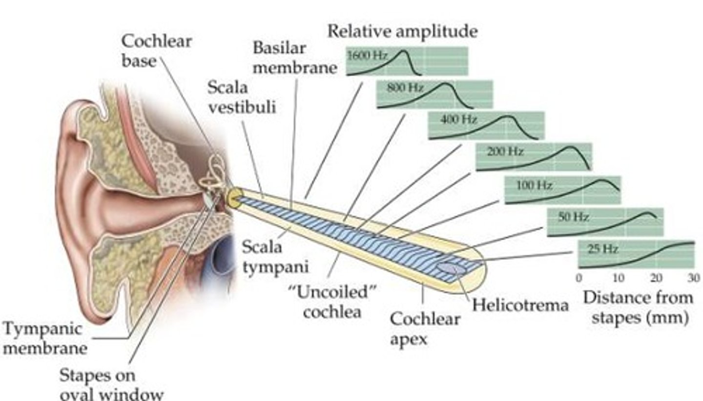 <p>the theory that a person hears different pitches because of vibrations in specific places on the basilar membrane of the cochlea</p>