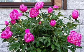 <p>Peony</p>