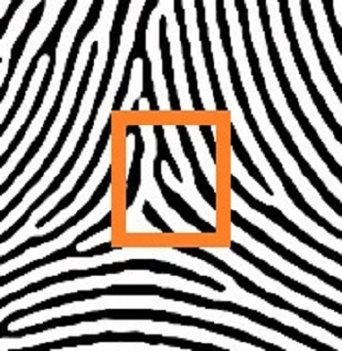 <p>one line branching off from the others</p>