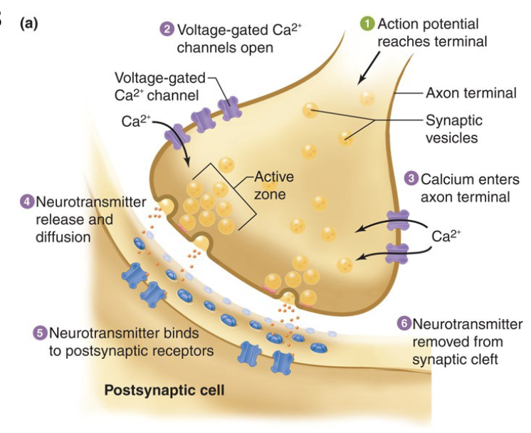 <ul><li><p>Neurotransmitter stored in vesicles</p></li><li><p>Vesicles docked on PM at release regions known as active zones</p></li><li><p>Transmitter release initiated when AP reaches synaptic bouton</p></li><li><p>The AP depolarizes the membrane in bouton causing voltage-gated Ca2+ channels to open.</p></li><li><p>Ca2+ activates vesicle docking and fusion with the PM</p></li></ul><p></p><ol><li><p>Action. potential reaches terminal</p></li><li><p>Voltage-gates Ca2+ channels open</p></li><li><p>Calcium enters axon terminal</p></li><li><p>Neurotransmitter release and diffusion</p></li><li><p>Neurotransmitter binds to postsynaptic receptors</p></li><li><p>Neurotransmitter removed from synaptic cleft</p></li></ol><p></p>