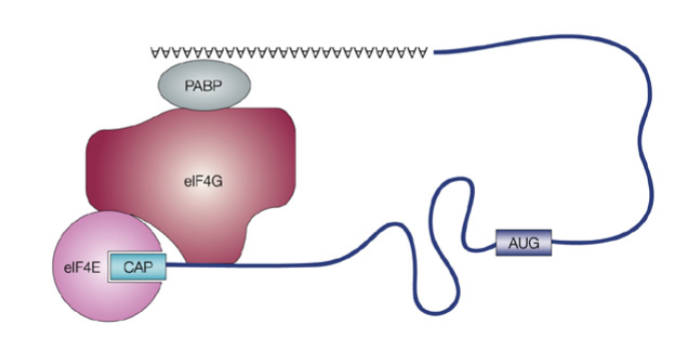 <p><strong>eIF4E</strong> binds the 5′ cap, <strong>PABPs</strong> bind the poly-A tail, and both connect via <strong>eIF4G</strong> to circularize mRNA</p>