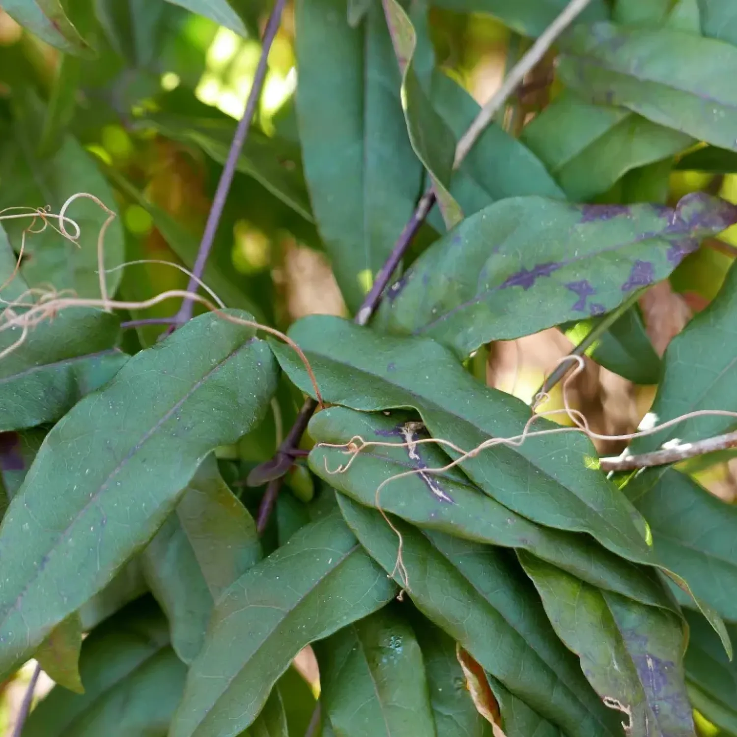 <p>opposite compound leaves, tendrils, no hair</p>