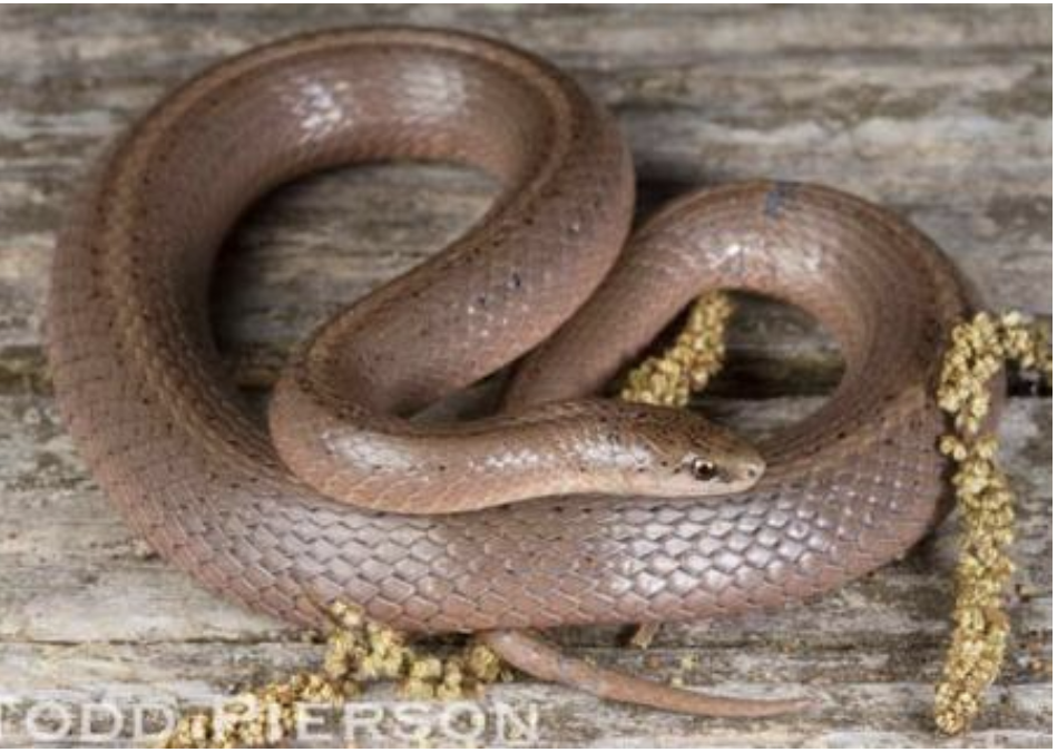 <p>Virginia valeriae<br>smooth earthsnake<br>Colubridae</p>