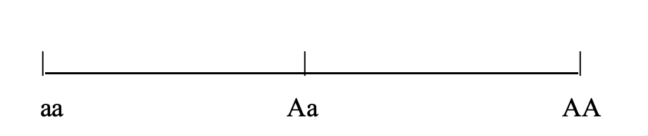<p>When the Phenotypic Value for a heterozygote is <strong>exactly intermediate between both homozygotes</strong>, the characters are  said to be “additive”. </p><p>VA  is due to the <strong>independent effects  of alleles </strong>on a phenotype.</p><p>Additive genetic variance is almost completely <strong>responsible for heritable genetic variation</strong></p>